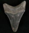 Megalodon Tooth - South Carolina #7489-2